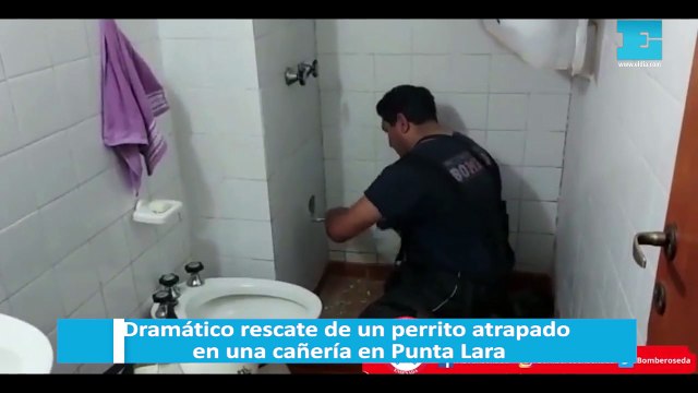 Dramático rescate de un perrito atrapado en una cañería en Punta Lara