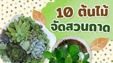 10 ต้นไม้จัดสวนถาด ครีเอตสวนสวยในสไตล์คุณ