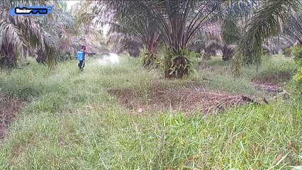 Methods and Techniques for Spraying Weeds in Oil Palm Plantations