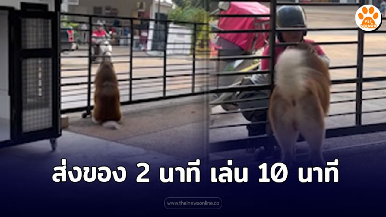 ส่งของ 2 นาที เล่นกับหมา 20 นาที