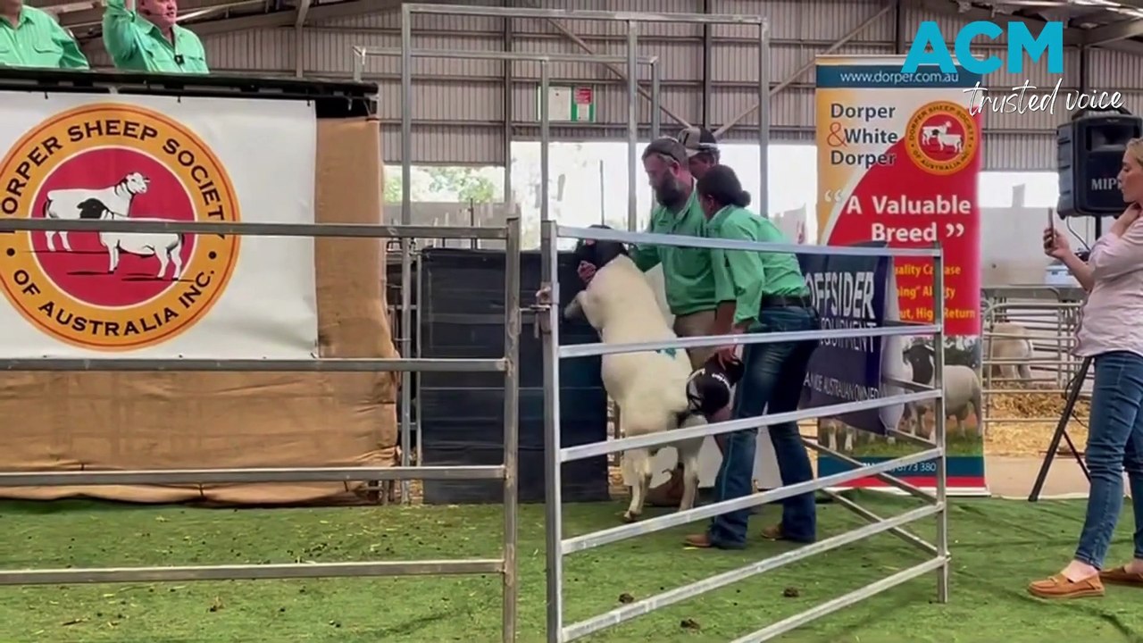 Eastern Region Dorper and White Dorper Sale
