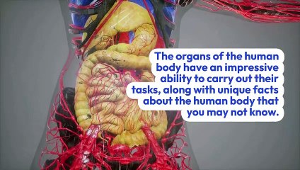 Greatness of the human body