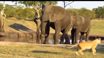 The Elephant Madly Kills The Lions To Avenge The Death Of The Baby Elephant - Li