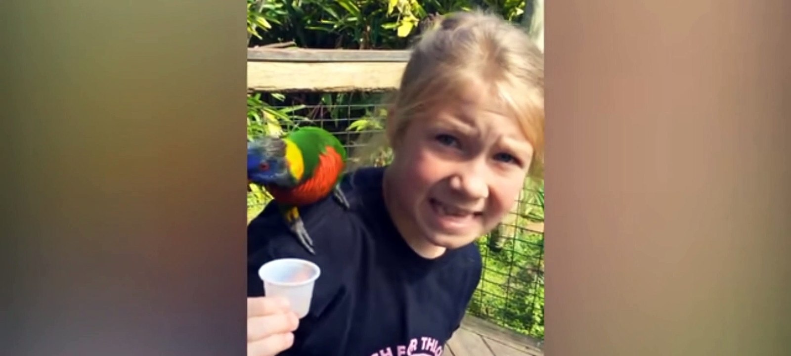 Funny animal videos.most seen video .try not to laugh