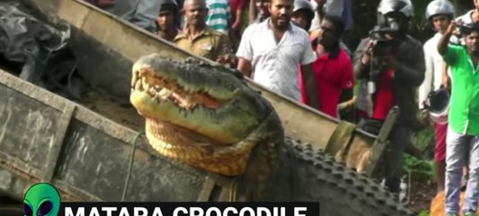 Shark attacks humans