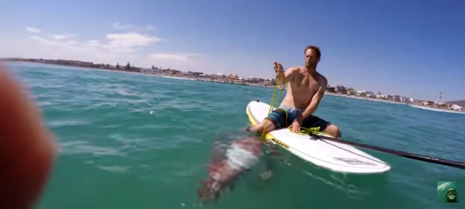 Surfer attacked by octopus