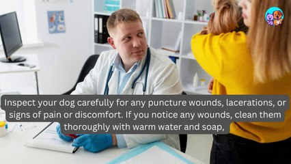 What to do when another dog bites your dog