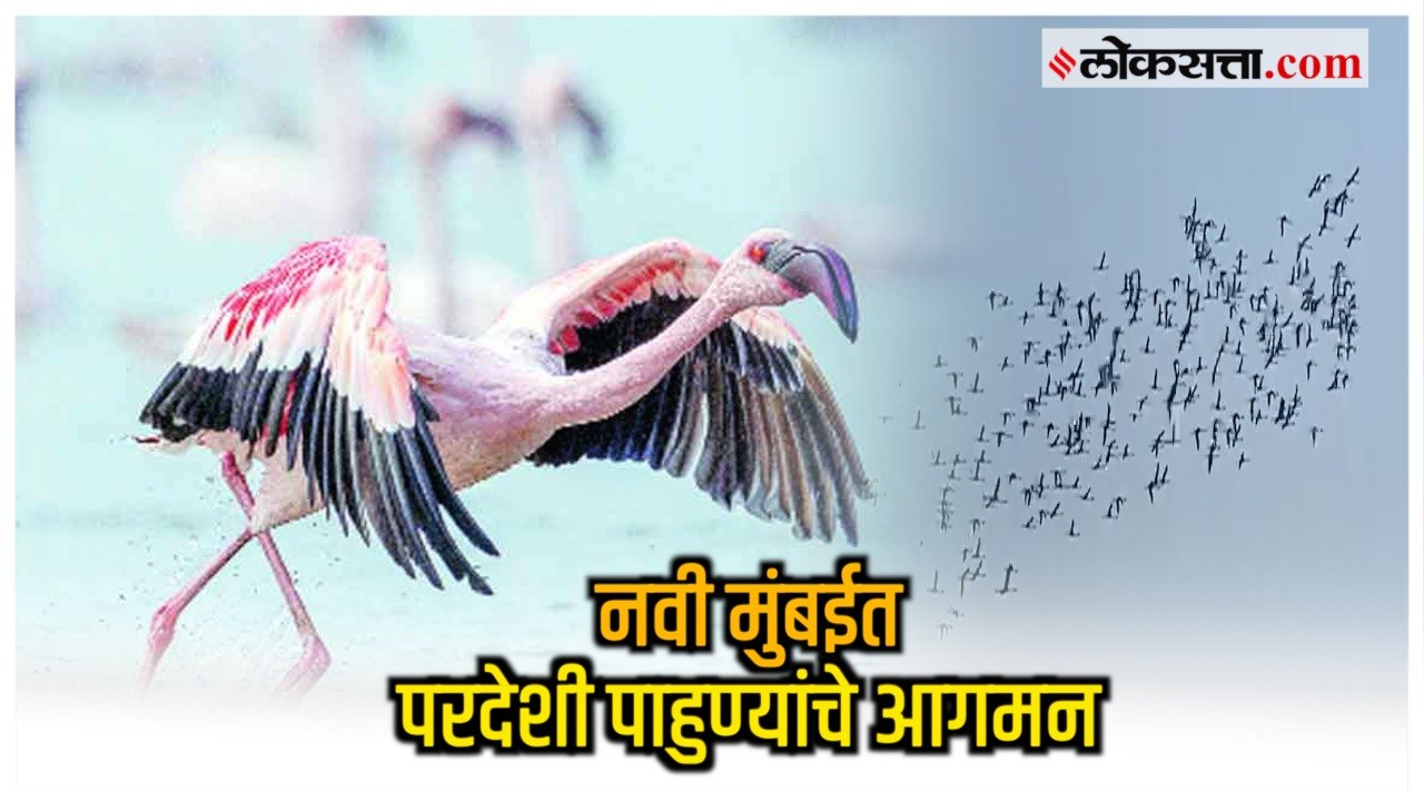Flamingo in Navi Mumbai: नवी मुंबईत फ्लेमिंगोंना पाहण्यासाठी राज्यभरातून पर्यटकांची गर्दी
