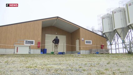 La grippe aviaire met les agriculteurs au bord du gouffre