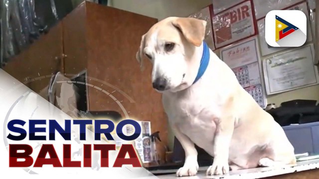 Isang 5-year-old na aso, viral ngayon dahil sa tila pagiging ‘independent’ nang umuwi mag-isa matapos magpa-groom