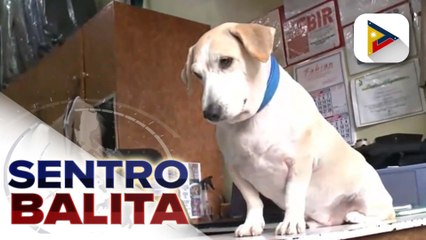 Isang 5-year-old na aso, viral ngayon dahil sa tila pagiging ‘independent’ nang umuwi mag-isa matapos magpa-groom