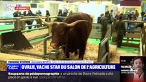 Ovalie, la vache égérie de ce Salon de l'agriculture, est prête à accueillir les visiteurs