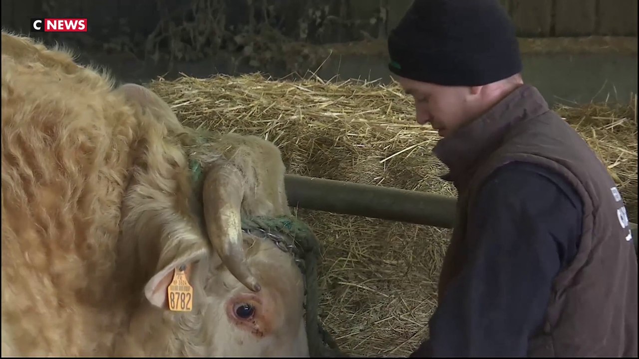 Salon de l'agriculture : quand les agriculteurs préparent leurs bêtes pour le grand concours