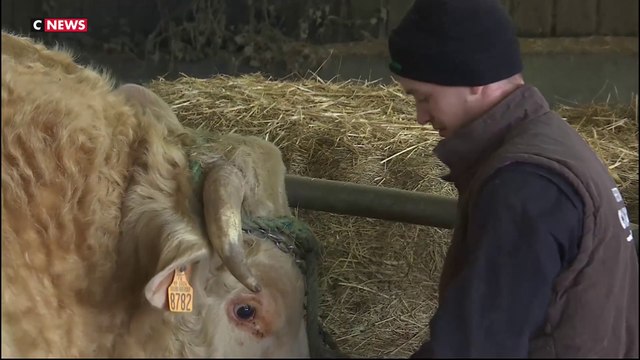 Salon de l'agriculture : quand les agriculteurs préparent leurs bêtes pour le grand concours