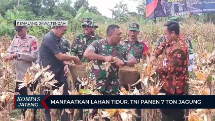 Manfaatkan Lahan Tidur, TNI di Pemalang Panen 7 Ton Jagung