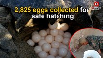 Olive Ridley Turtles Begin Laying Eggs On Krushnaprasad Beach, Puri