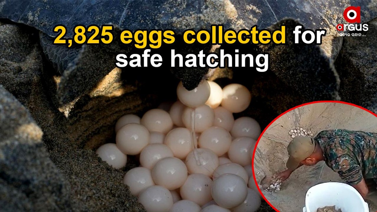 Olive Ridley Turtles Begin Laying Eggs On Krushnaprasad Beach, Puri