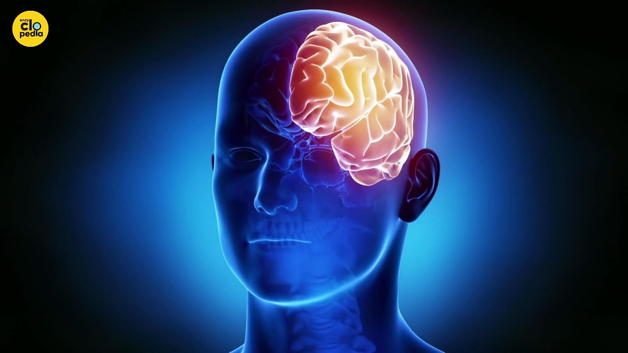 What controls my body?