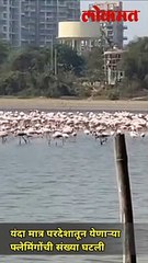 लाखो किलोमीटरचा प्रवास करुन फ्लेमिंगो नवी मुंबईत