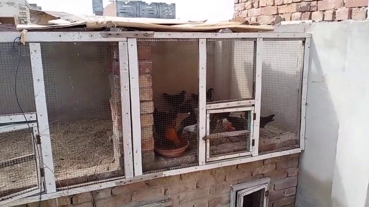 Ghr Ki Chat pr Murgi Palan 