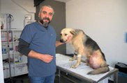 HATAY'DA, ENKAZDA TÜFEKLE VURULMUŞ HALDE BULUNAN KÖPEĞİN BACAĞI AMPUTE EDİLDİ