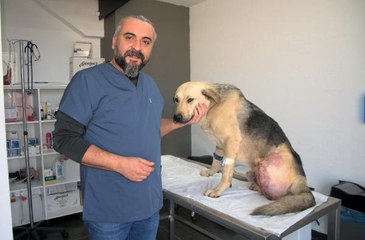 HATAY'DA, ENKAZDA TÜFEKLE VURULMUŞ HALDE BULUNAN KÖPEĞİN BACAĞI AMPUTE EDİLDİ