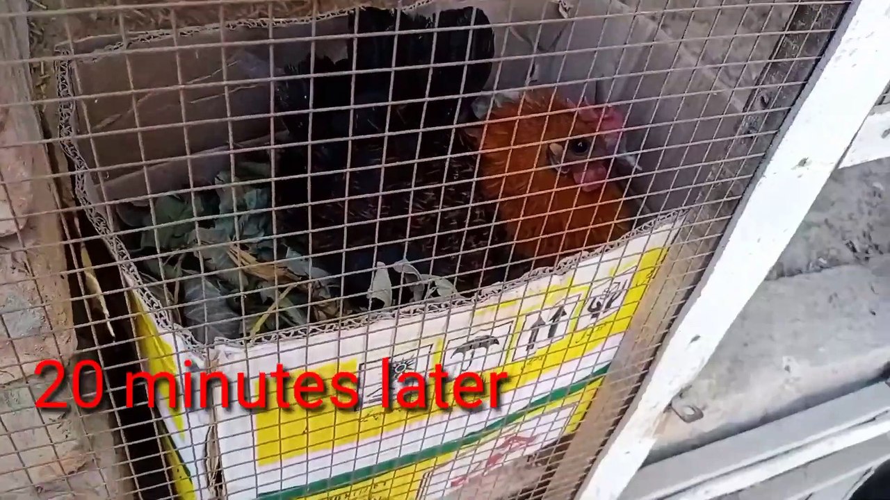 Layer Hen || Ande Wali Murgi || Ghar ki chat pr Murgi palan