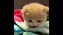 CUTEST CATS - Funny and Cute Cat and Kittens Videos Compilation 2023