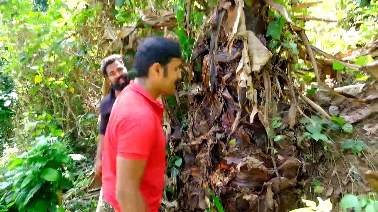 ലോകത്തിലെ ആദ്യത്തെ വാഴ _ Medicinal & Ornamental Plant _ Ensete Superbum _ M4 Tech _
