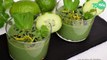 Gaspacho de concombre et avocat, citron vert et spiruline