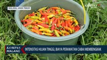 Intensitas Hujan tinggi, Biaya Perawatan Tanaman Cabai Petani Membengkak
