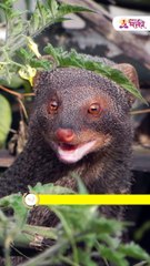 मुंगूस दिसताच करा हे छोटे काम, खूप शुभमंगल घडेल. Shorts