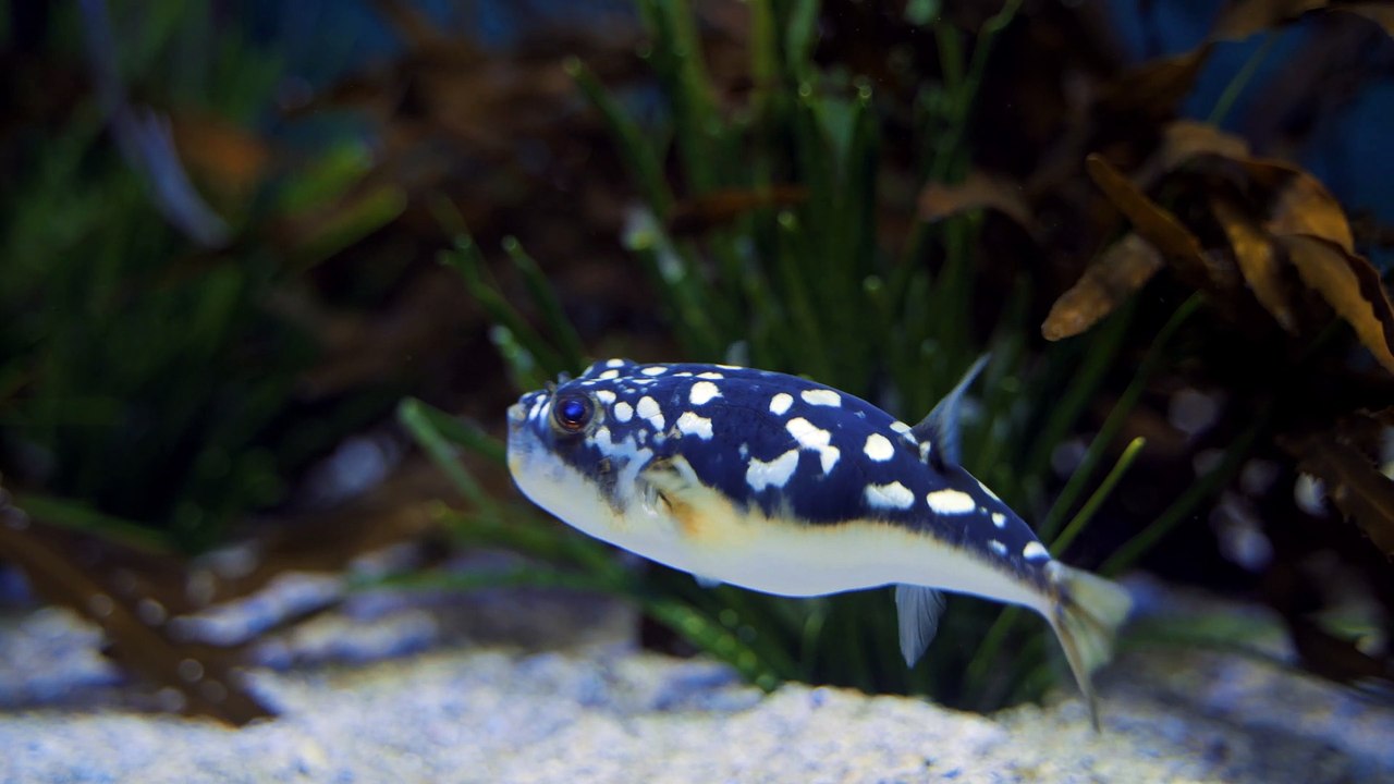 Fish video 4k UHD