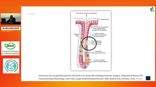 Fisiología de la secreción ácida – Enfermedad ulcerosa péptica – Gastropatía por AINES. Dr. Diego Aponte Martin.
