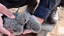 Osmaniye’de enkazda kalan 5 yavru kedi kurtarıldı