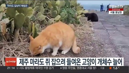 '마라도 길냥이' 오는 27일 반출…"범인" vs "둘다 보호"
