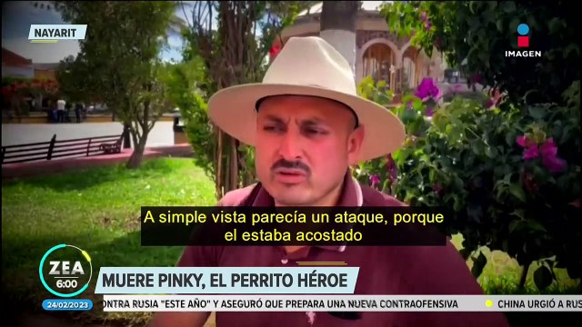 Muere Pinky, perro chihuahua que enfrentó a ladrón por defender la casa de sus dueños