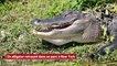 Un alligator retrouvé dans un parc à New York !
