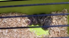 4 Cute Baby Hamsters and Their Parents
