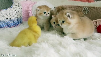 The tiny kittens are friends with the duckling.  So cute