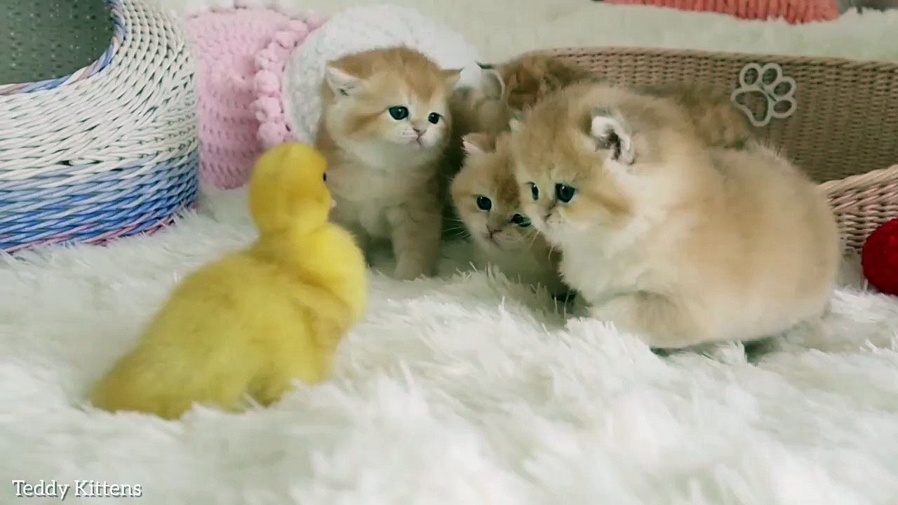The tiny kittens are friends with the duckling.  So cute