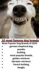 What are the 10 most famous dog breeds