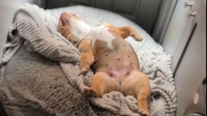 Pregnant doggo wears her weariness out with her cute relaxing style