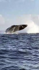 Mama Whale Breaches Followed Closely by Her Calf