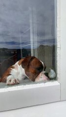 Boxer Dog Plays With Little Bird