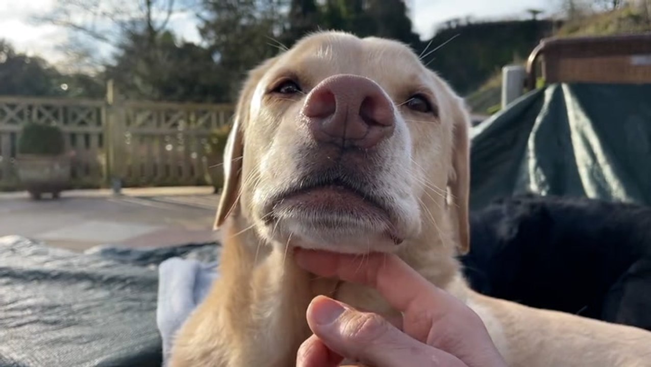 Commentator Andrew Cotter announces Six Nations team news while petting his dog