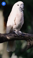 ALEX- Multi talent bird | இந்த கிளிக்கு இவ்ளோ திறமைகள் இருக்கா?!! | know This #shorts