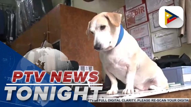 Netizens rave over viral post of dog going home from grooming parlor unassisted