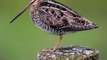 Woodcock bird facts and 360 VISION | know This #shorts
