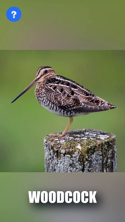 Woodcock bird facts and 360 VISION | know This #shorts